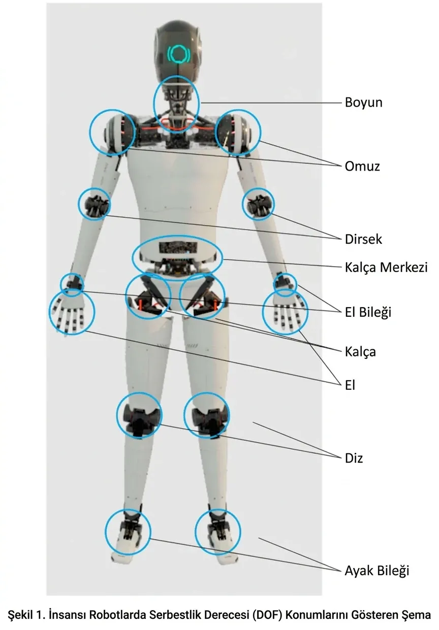 Şekil 1. İnsansı robotlarda serbestlik derecesi (DOF) konumlarını gösteren şema